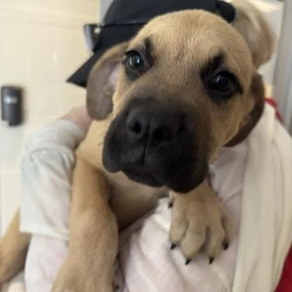 A baby large-sized male Rottweiler dog named Halo for adoption in Bellevue, WA