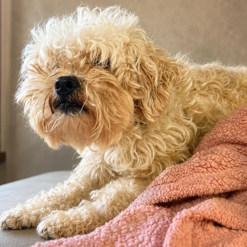 An adult small-sized male White / Cream Miniature Poodle dog named Bowie for adoption in Sonoma, CA