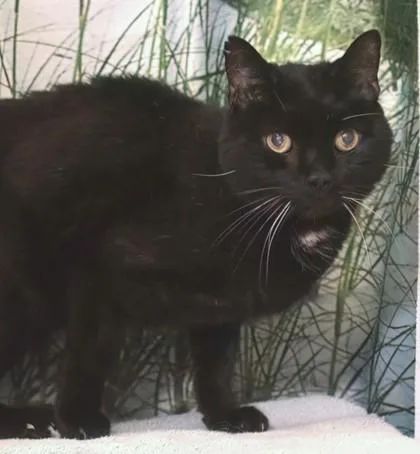 An adult medium-sized male Domestic Short Hair cat named Norwin for adoption in West Chester, PA