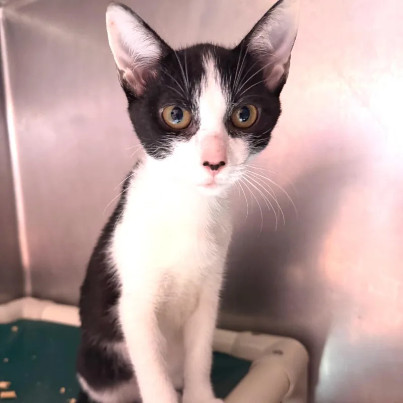A baby small-sized female Black Domestic Short Hair cat named Satin for adoption in Hamilton, GA