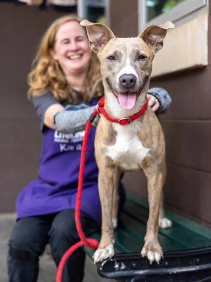 An adult medium-sized female Mixed Breed dog named Lolly for adoption in Chamblee, GA