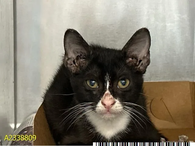 A baby medium-sized male Domestic Short Hair cat named Kevin for adoption in West Palm Beach, FL