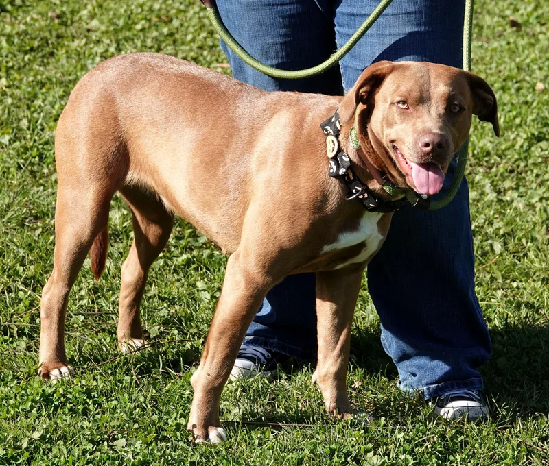 A young medium-sized female Brown / Chocolate Terrier dog named Wilma for adoption in Millfield, OH