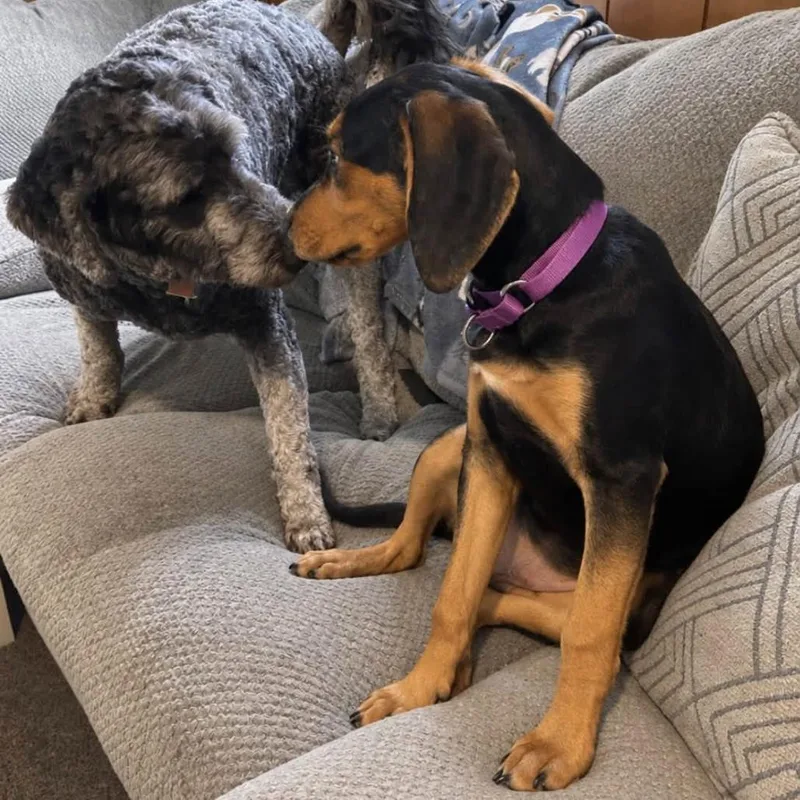 A baby small-sized male Hound dog named Sheriff for adoption in Parkersburg, WV