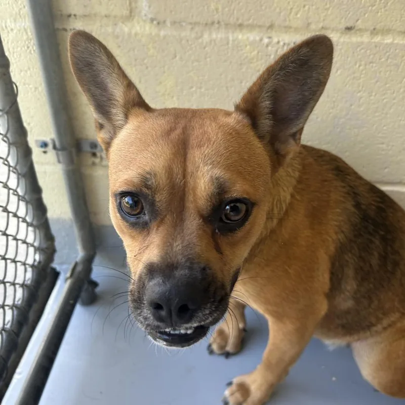 An adult medium-sized female Brown / Chocolate Chihuahua dog named Ezabella for adoption in Lufkin, TX