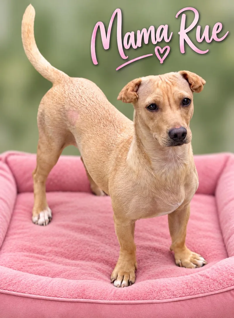 A young small-sized female Dachshund dog named Momma Rue for adoption in Momence, IL