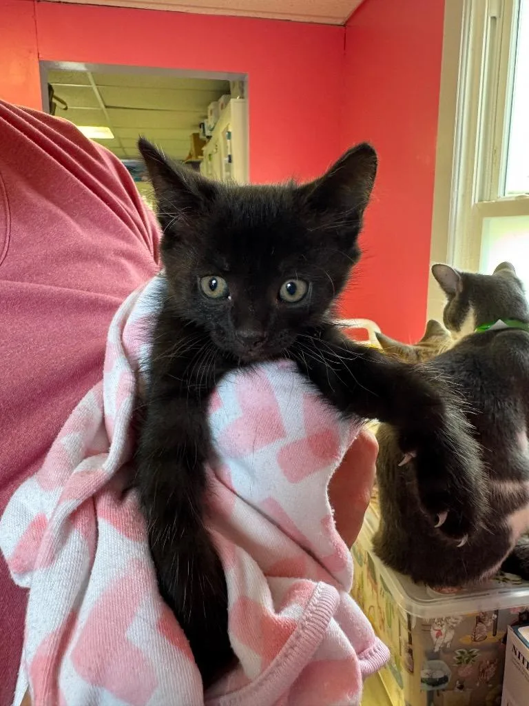 A baby medium-sized female Domestic Short Hair cat named Allspice for adoption in Johnson City, TN