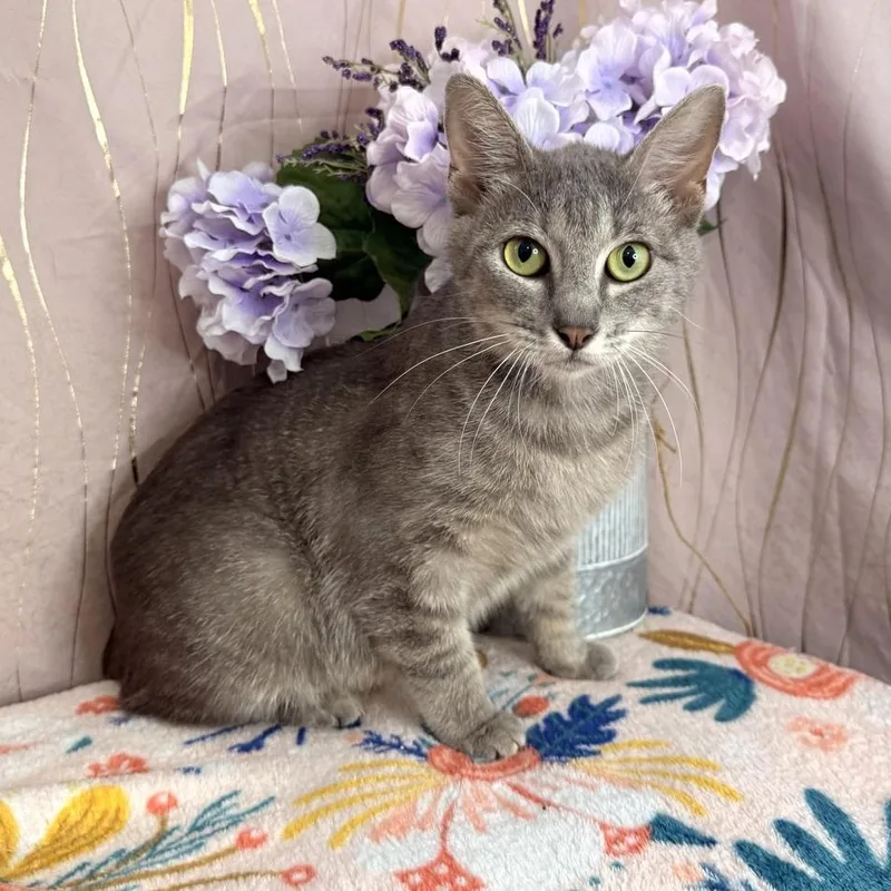 An adult medium-sized female Tabby (Gray / Blue / Silver) Domestic Short Hair cat named Cressida for adoption in Long Beach, MS