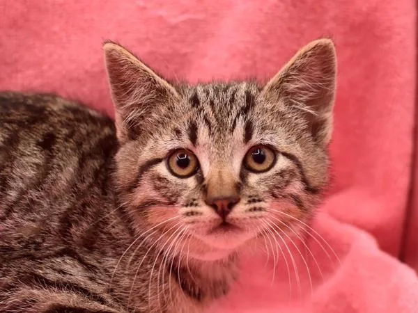 A baby small-sized male Domestic Short Hair cat named Microwave for adoption in Portland, OR