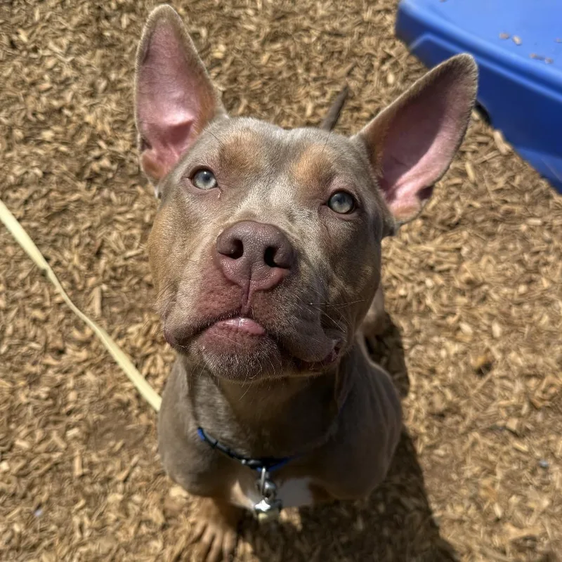 A young large-sized male Brown / Chocolate Doberman Pinscher dog named Turtle for adoption in Roanoke, VA