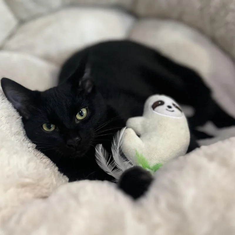 Darth Tater thumbnail 2