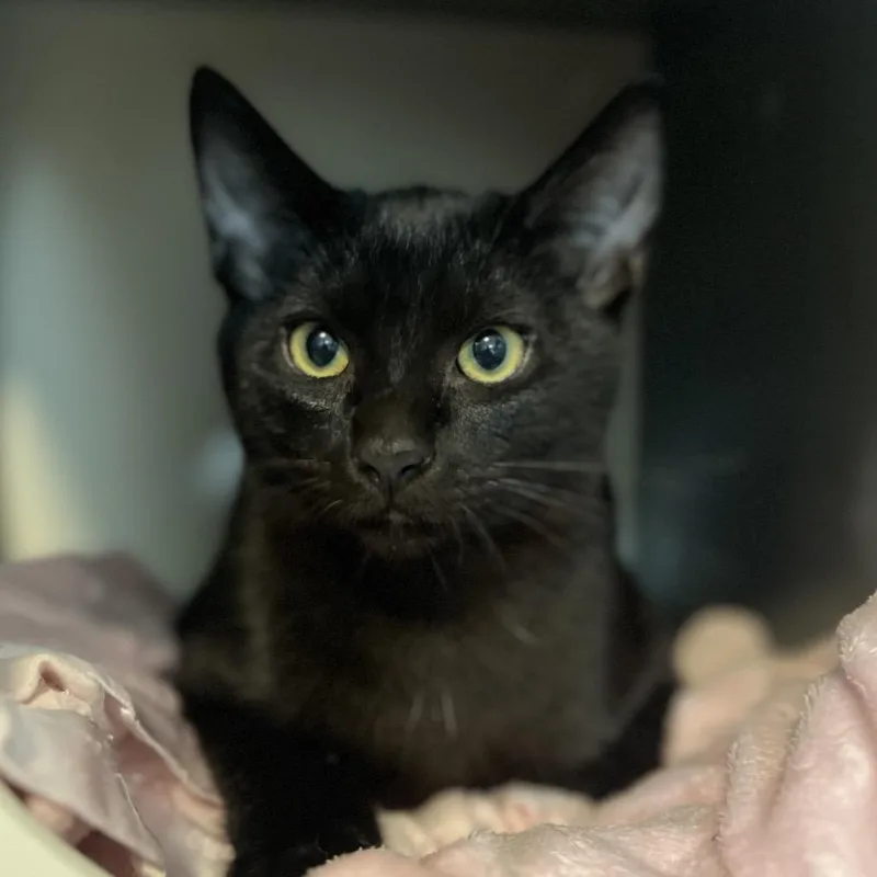 Darth Tater thumbnail 3