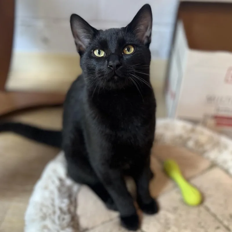 Darth Tater thumbnail 4