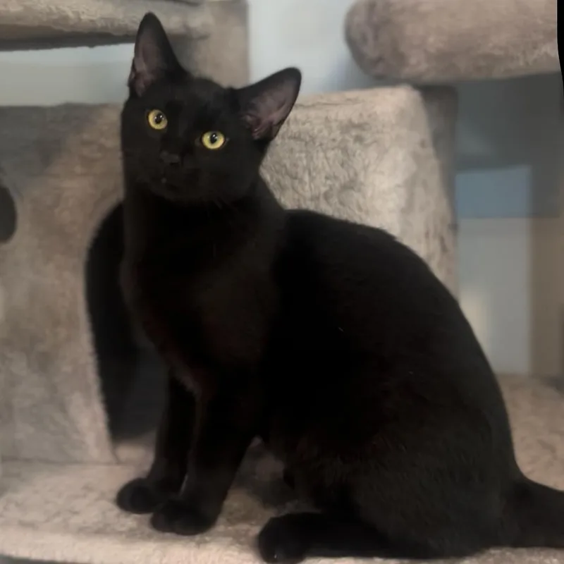 Darth Tater thumbnail 5