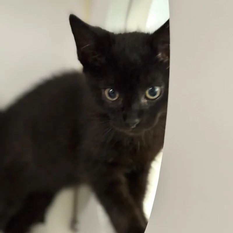 Darth Tater thumbnail 6