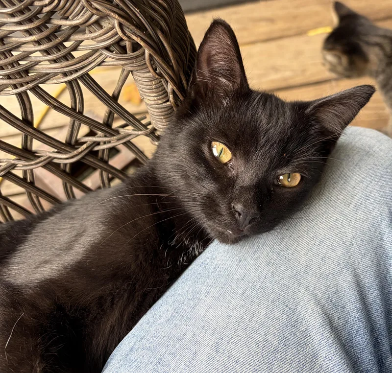 A baby small-sized male Black Domestic Short Hair cat named Kona for adoption in Beckley, WV