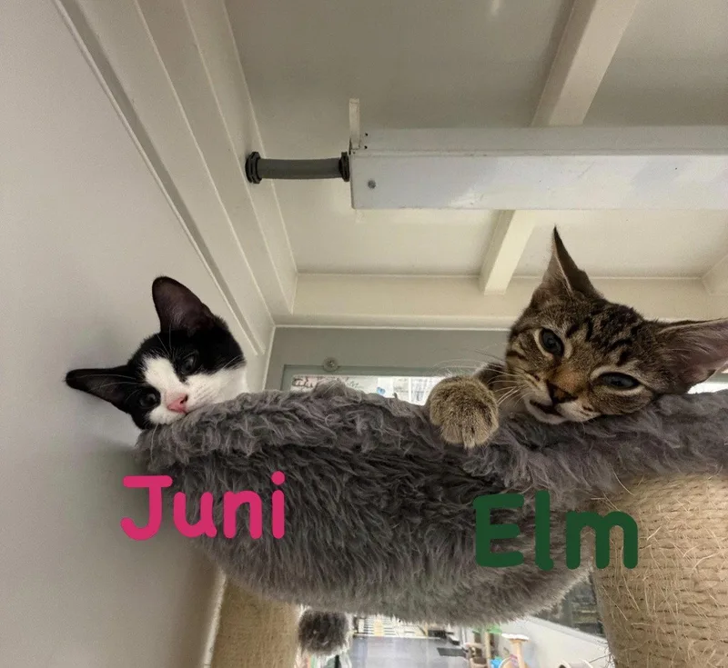 A baby medium-sized male Domestic Short Hair cat named Elm for adoption in Spring Lake, NJ