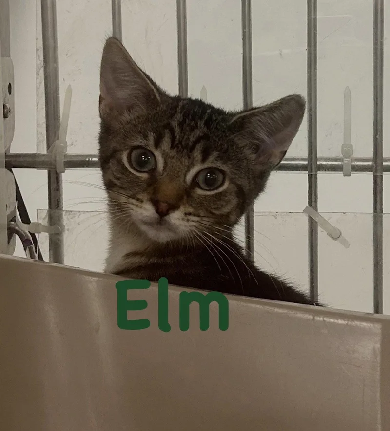 Elm thumbnail 2