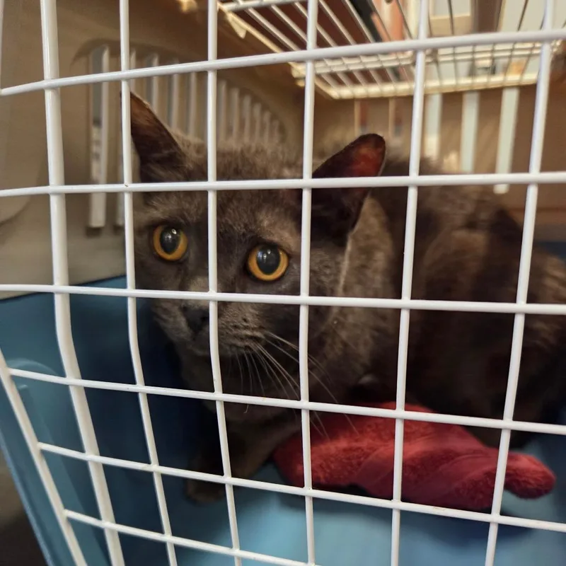 An adult medium-sized female Gray / Blue / Silver Domestic Short Hair cat named Aurelia for adoption in Port Charlotte, FL