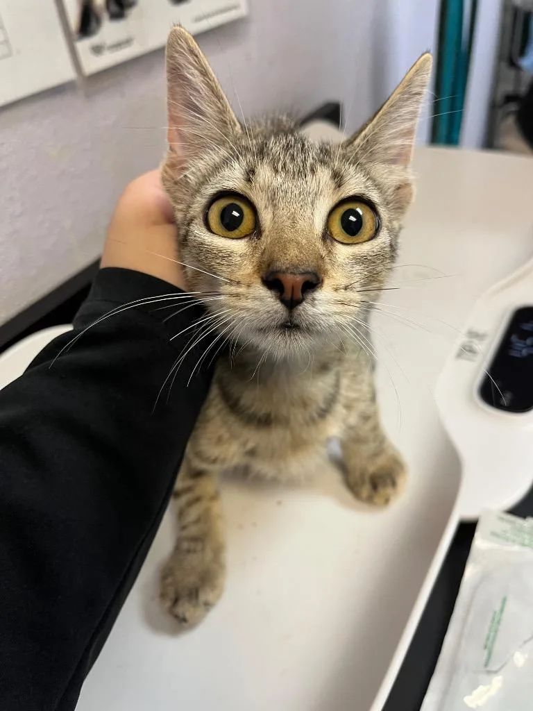 A baby small-sized female Domestic Short Hair cat named Cerebellum for adoption in New Braunfels, TX