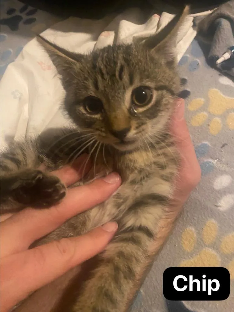 A baby medium-sized male Domestic Short Hair cat named Chipotle for adoption in Johnson City, TN
