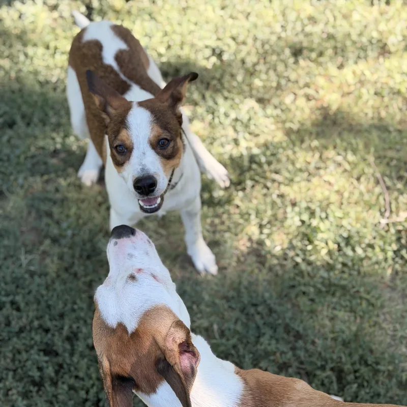 A baby medium-sized male Brown / Chocolate Jack Russell Terrier dog named Weenie for adoption in Marfa, TX
