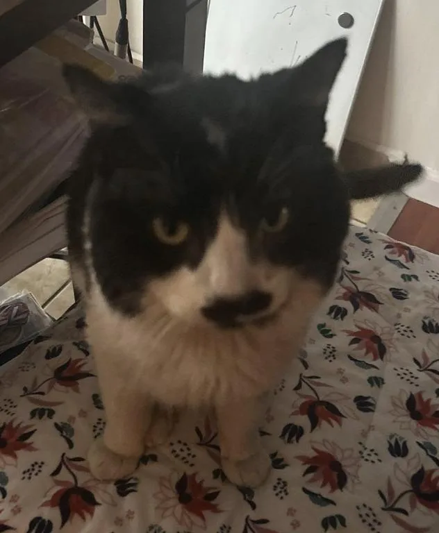 An adult medium-sized male Black & White / Tuxedo American Shorthair cat named Winnie for adoption in Beverly Hills, CA