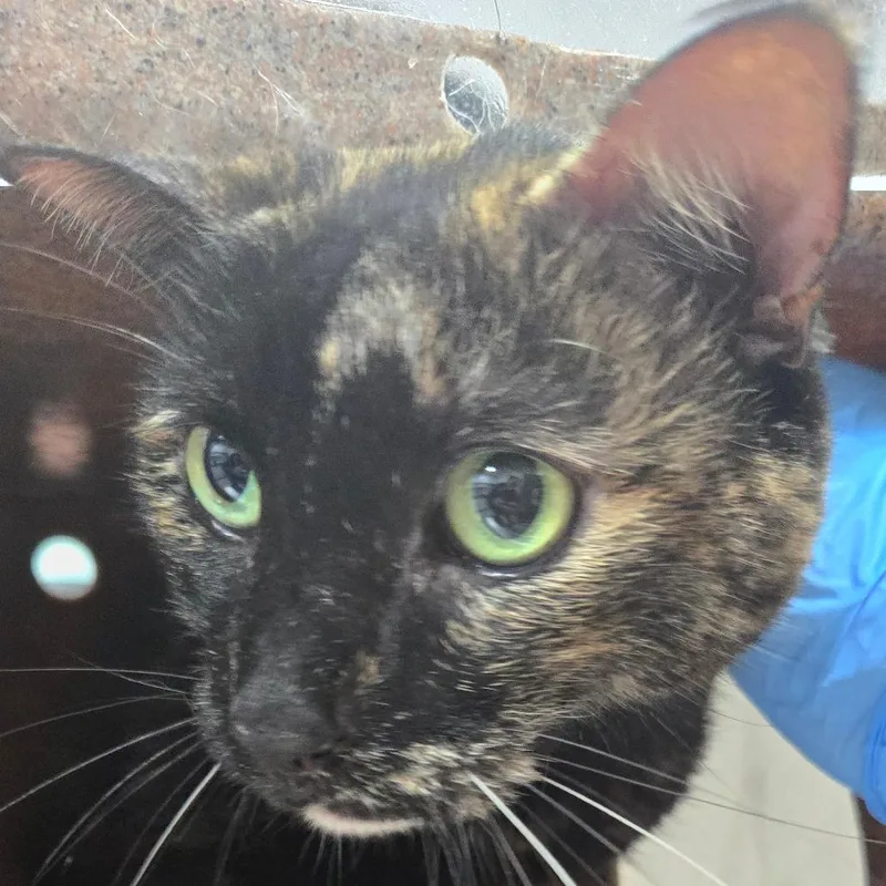 An adult large-sized female Domestic Short Hair cat named Daisy Boo for adoption in Newark, NJ