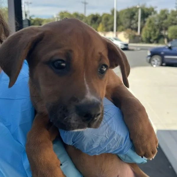 A baby small-sized female American Staffordshire Terrier dog named Mittens for adoption in Walnut Creek, CA