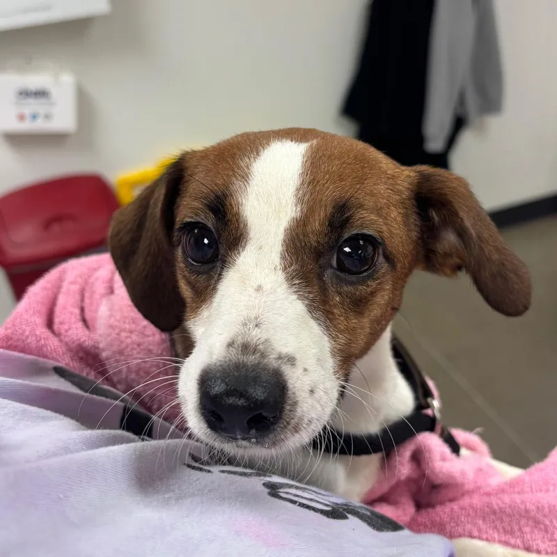 An adult small-sized female Red / Chestnut / Orange Jack Russell Terrier dog named YORKStray for adoption in York, PA