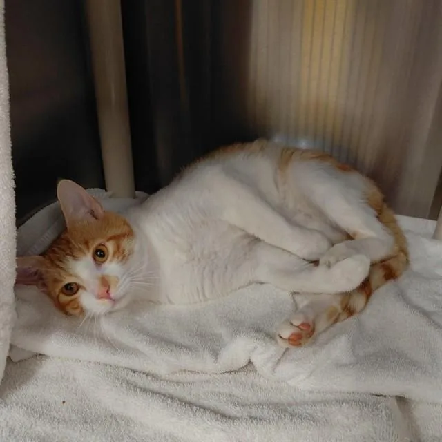 A young medium-sized male Domestic Short Hair cat named Blaze for adoption in Huntsville, AL