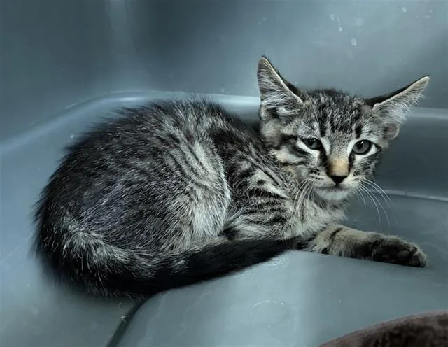 A baby medium-sized male Domestic Short Hair cat named Neymar for adoption in Dallas, TX