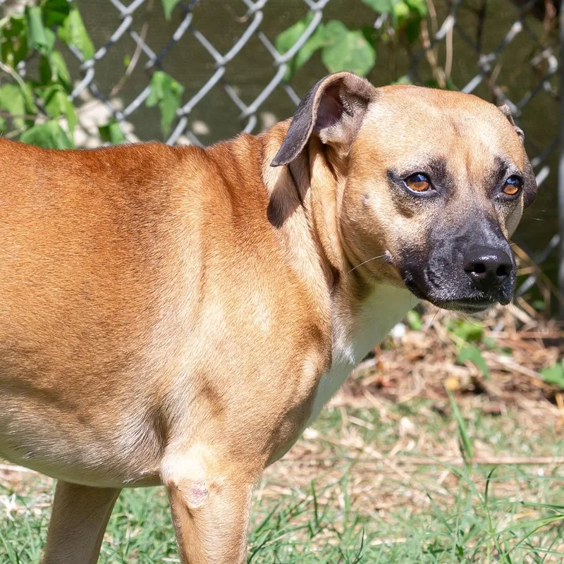 An adult medium-sized male Mixed Breed dog named Luca for adoption in Cartersville, GA