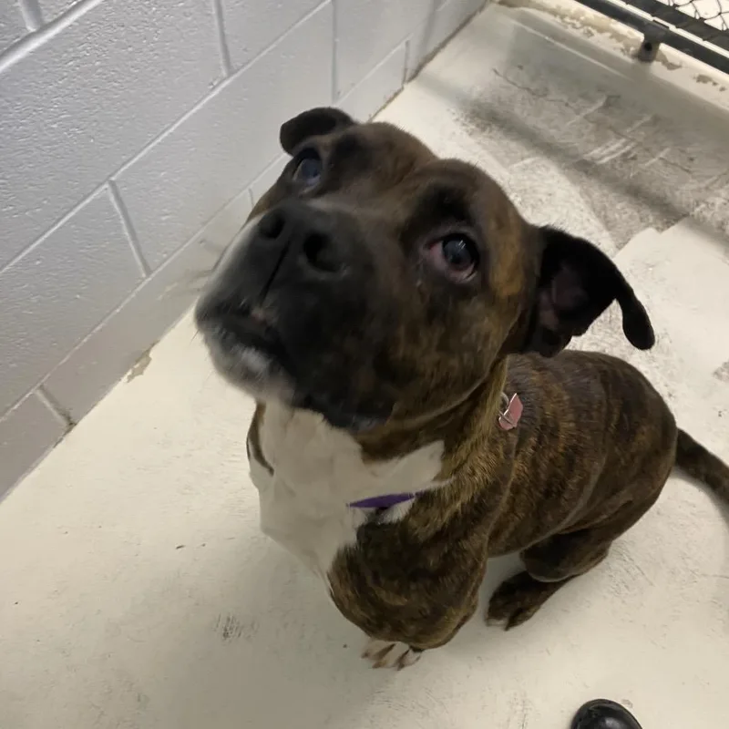 An adult medium-sized female Brindle Pit Bull Terrier dog named Patsy for adoption in Delaware, OH