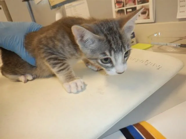 A baby small-sized male Domestic Short Hair cat named Legolos for adoption in San Jose, CA