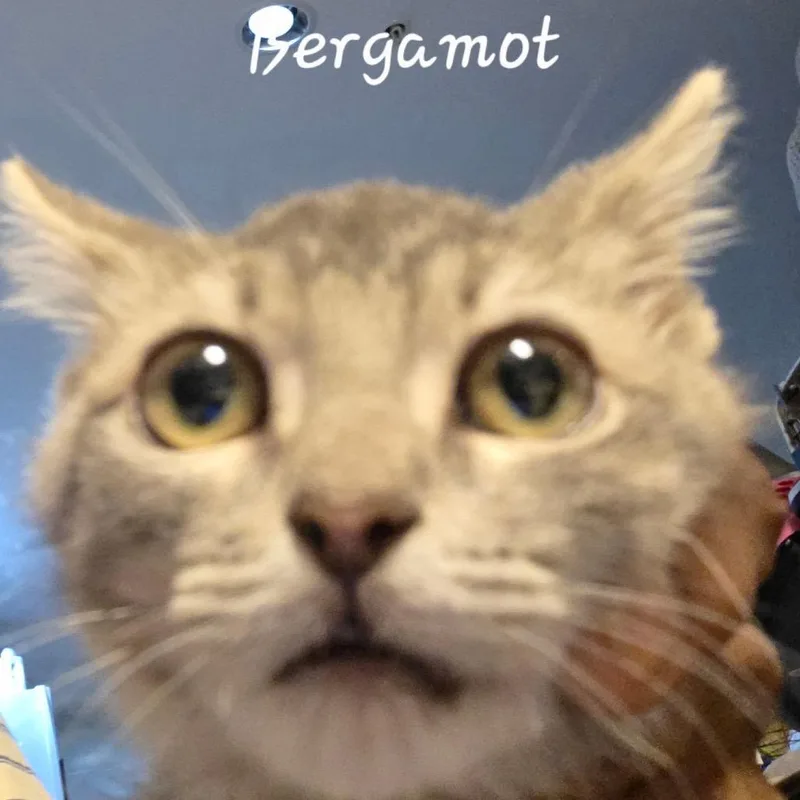 A baby small-sized female Gray / Blue / Silver Domestic Short Hair cat named Bergamot for adoption in Waldorf, MD