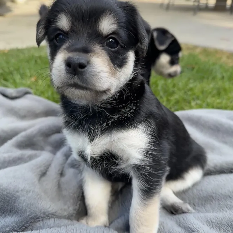 A baby small-sized male Black Mixed Breed dog named Teddy for adoption in Sonoma, CA