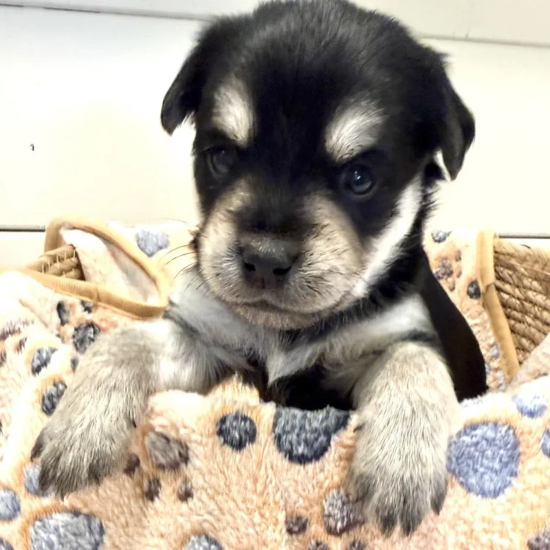 Teddy thumbnail 2