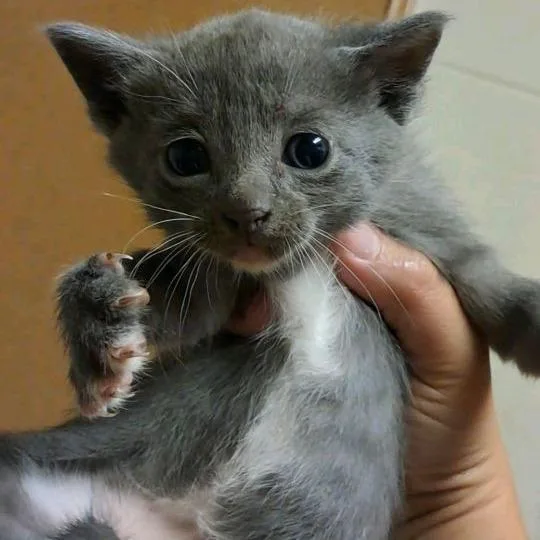 A baby medium-sized male Gray / Blue / Silver Domestic Short Hair cat named Raphael for adoption in Valley, AL