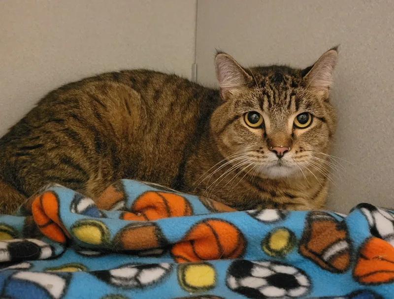 An adult large-sized female Domestic Short Hair cat named Paddington for adoption in Mason City, IA