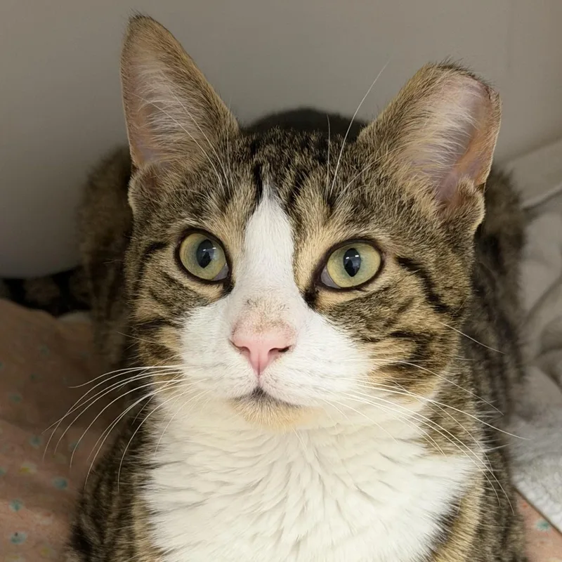 A young medium-sized male Tabby (Brown / Chocolate) Domestic Short Hair cat named Twinnie for adoption in Cooperstown, NY