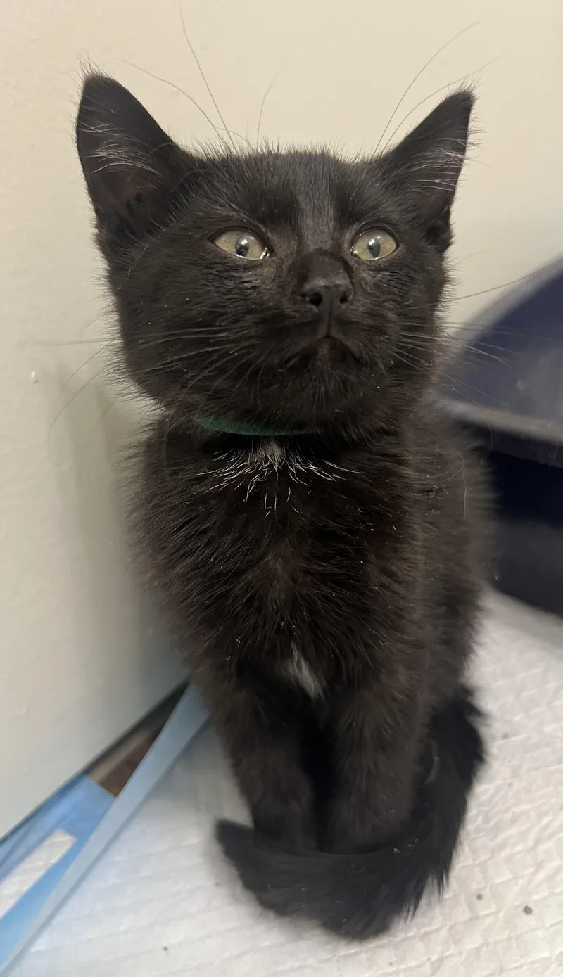 A baby medium-sized female Black Domestic Short Hair cat named Turnip for adoption in Toledo, OH