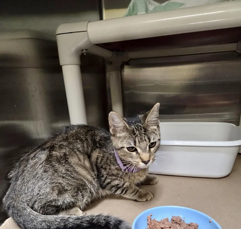 A baby medium-sized female Domestic Short Hair cat named Miso Soup for adoption in Trenton, NJ
