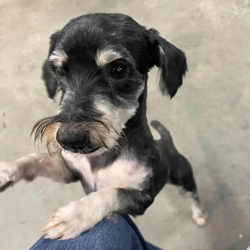 An adult small-sized male Yorkshire Terrier dog named Matt for adoption in Tampa, FL