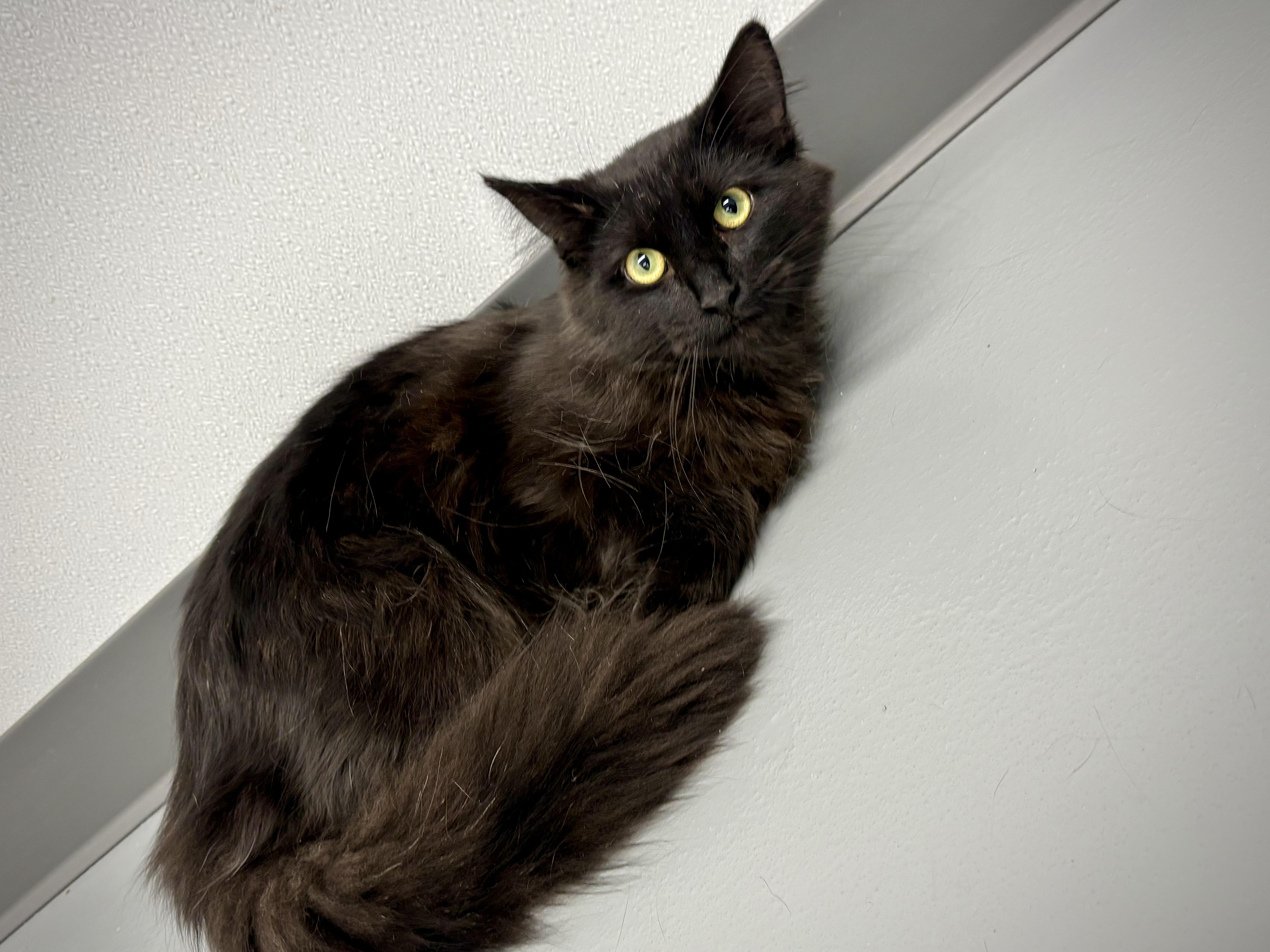 A baby medium-sized male Black Domestic Long Hair cat named Wallie for adoption in Kalamazoo, MI