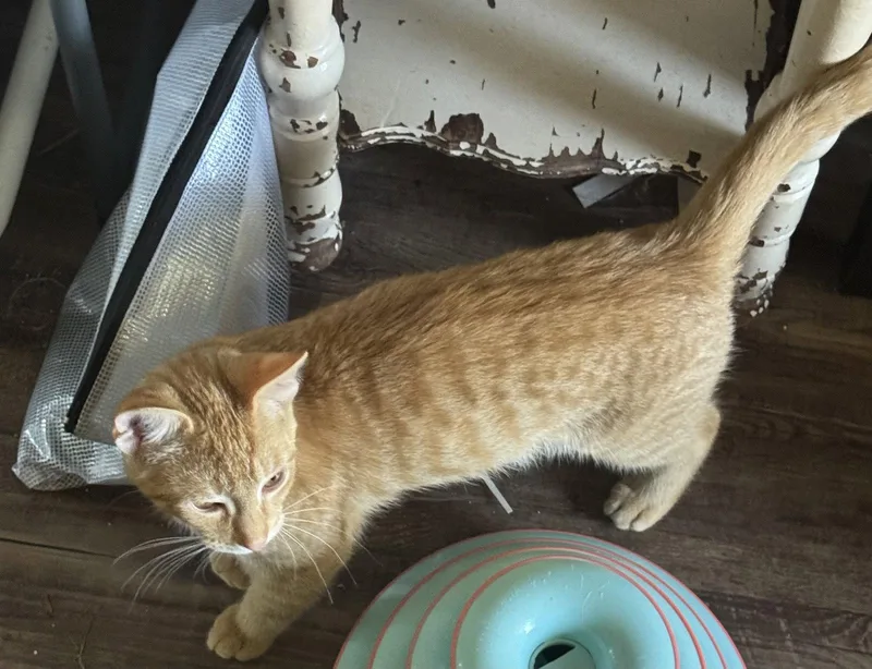 A baby medium-sized male Orange / Red Domestic Short Hair cat named Pawsley for adoption in Walled Lake, MI