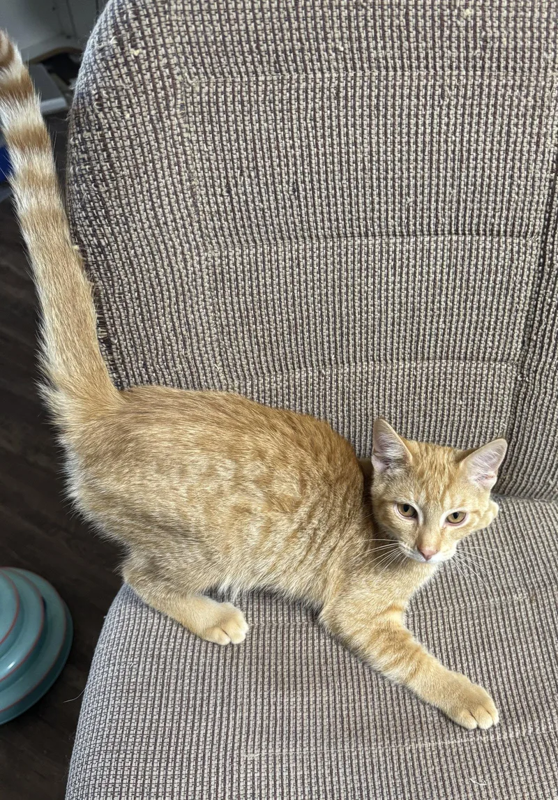 Pawsley thumbnail 2