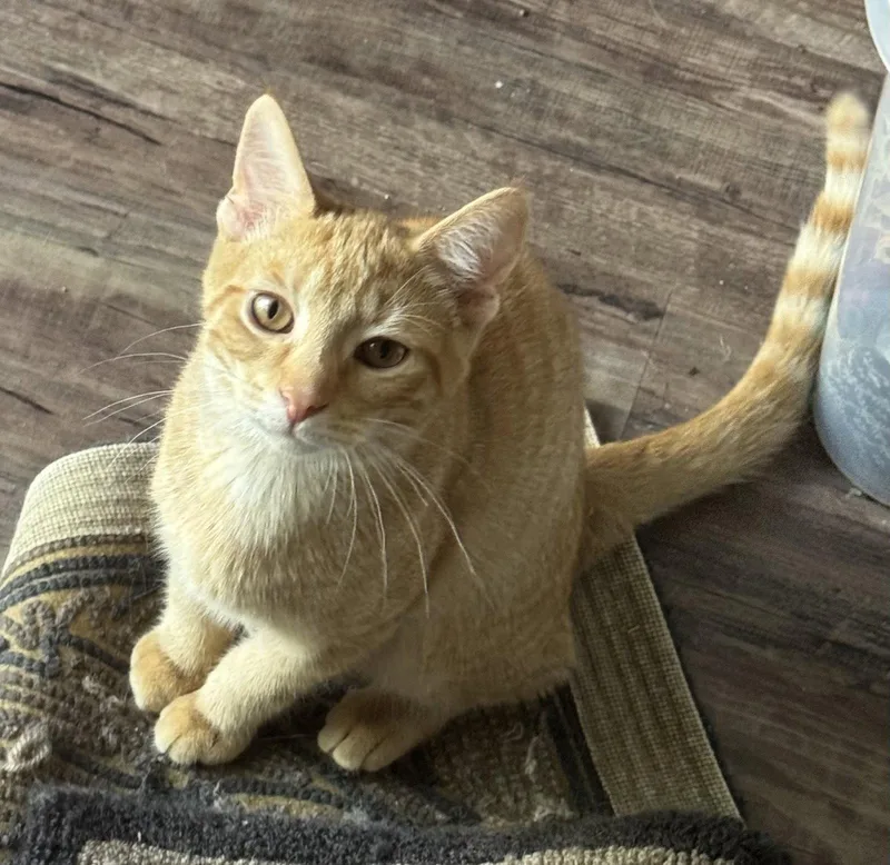Pawsley thumbnail 3