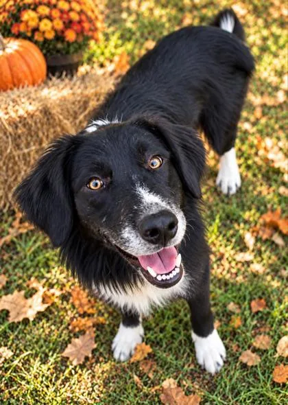 An adult medium-sized male Border Collie dog named Poe for adoption in Winfield, KS