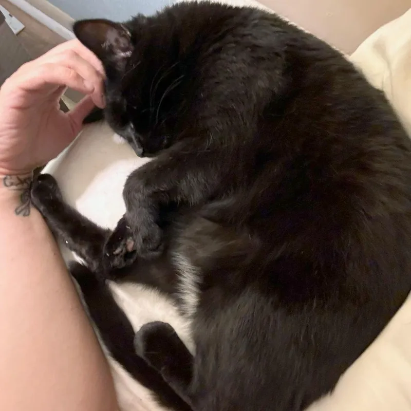 A senior medium-sized female Black Domestic Short Hair cat named Mowgli for adoption in Woodinville, WA